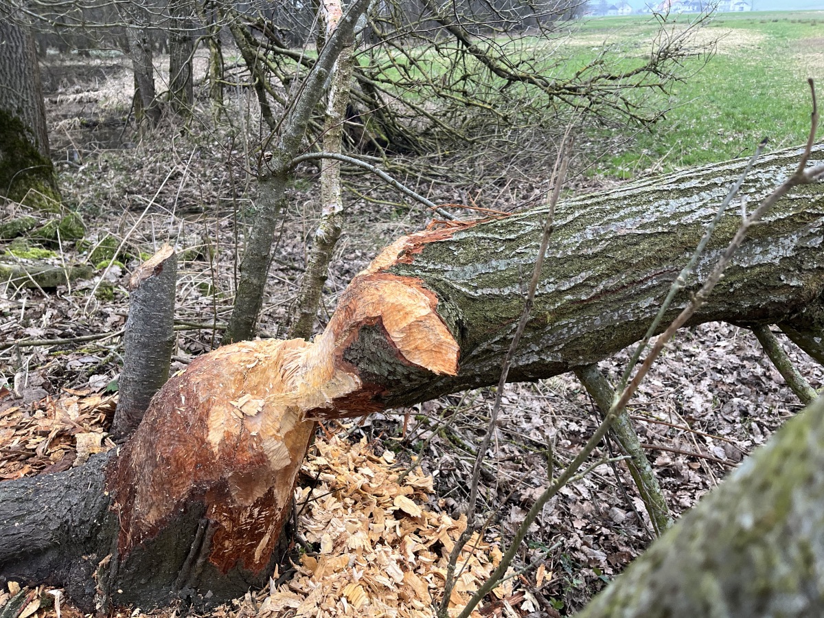 Gefällte Salweide